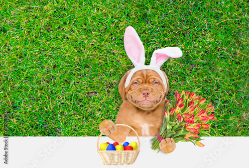 Happy Mastiff puppy wearing easter rabbits ears holds basket of painted Easter eggs and bouquet of tulips. Dog lying on its back on summer green grass. Top down view. Empty space for text