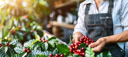 Hand harvesting arabica and robusta coffee berries in traditional agricultural method