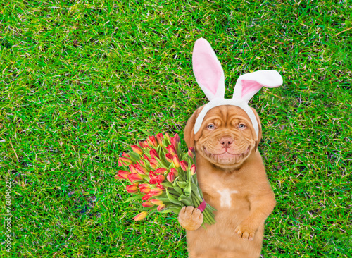 Smiling Mastiff puppy wearing easter rabbits ears holds bouquet of tulips. Dog lying on its back on summer green grass. Top down view. Empty space for text