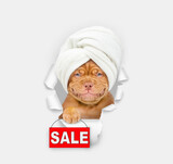 Smiling Mastiff puppy with towel on it head looking through a hole in white paper and showing signboard with labeled 