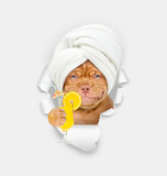 Smiling Mastiff puppy with towel on it head looks through the hole in white paper and holds orange cocktail