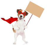 Funny jack russell terrier puppy wearing superhero costume shows empty placard. Isolated on white background