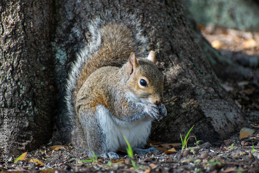 Peculiar grey squirrel (sciurus carolinensis) eating acorn next to tree stump Peculiar grey squirrel (sciurus carolinensis) eating acorn next to tree stump