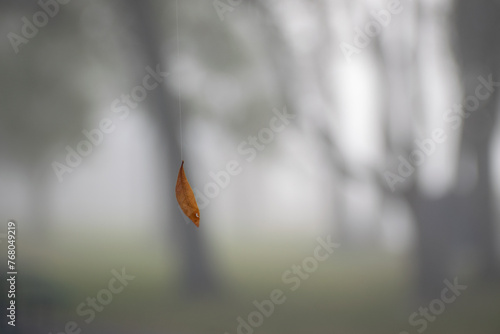 Leaf hanging from spider web on a foggy morning 