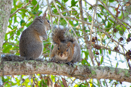 Fototapeta Two grey squirrel 