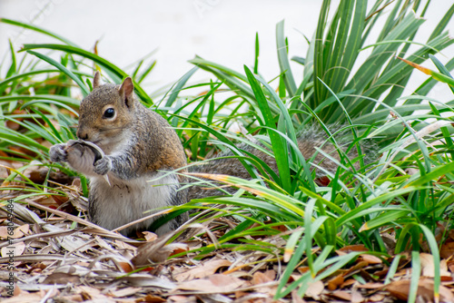 Plakat w ramie Grey squirrel 