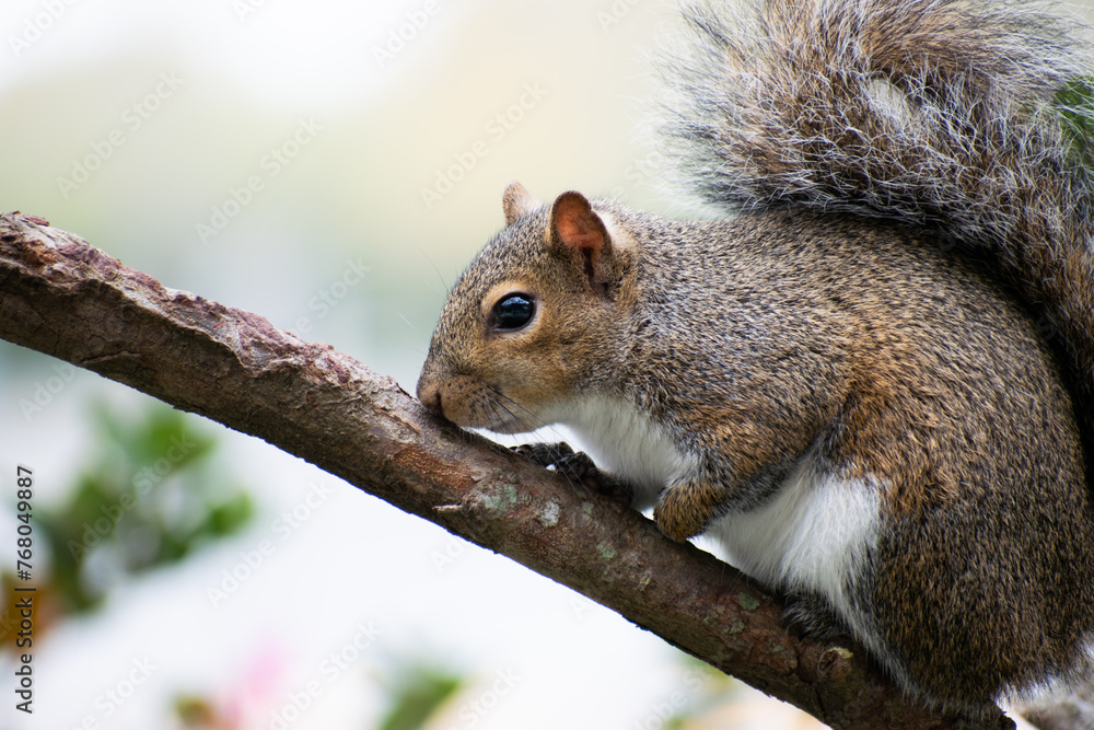 grey squirrel (sciurus carolinensis) on a tree branch grey squirrel (sciurus carolinensis) on a tree branch