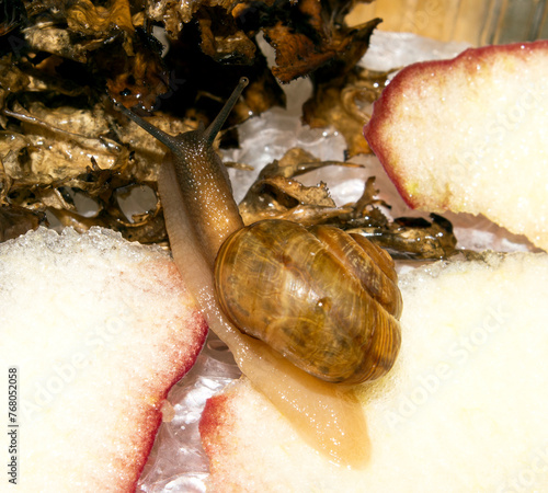 A pet snail in an aquarium.Snail garden background.An aquarium snail.The garden snail is a terrestrial gastropod mollusk. © begun1983