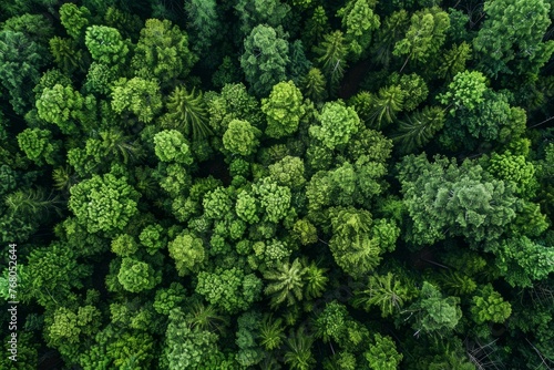 A wide-angle aerial view showcasing the lush green canopy of a dense forest filled with numerous trees