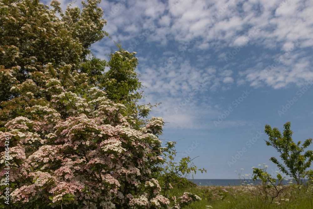 Weißdorn in voller Blüte an der Ostsee im Sommer.