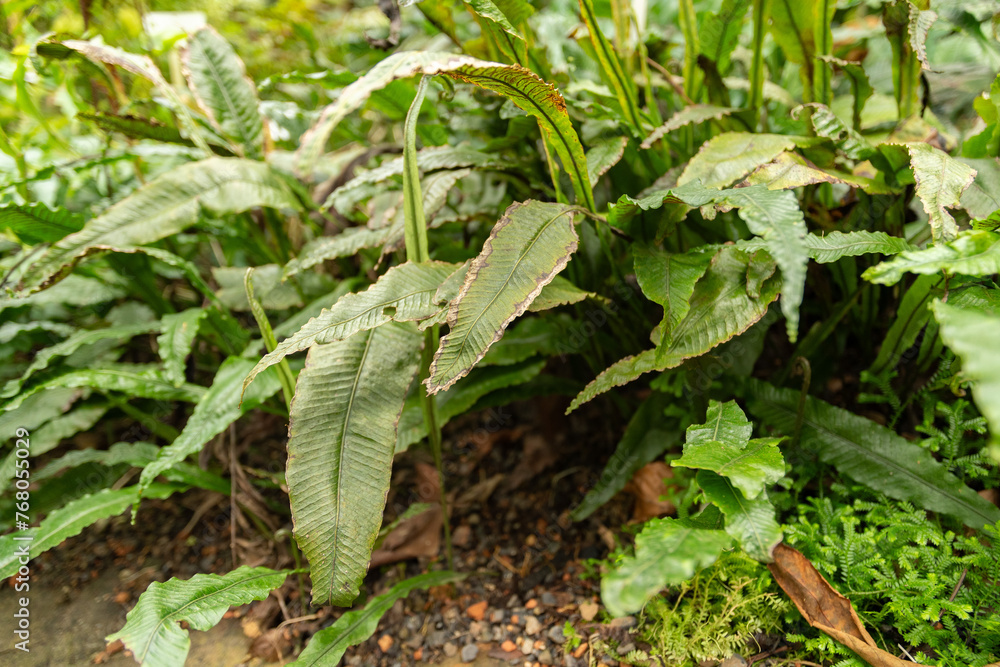 Leptochilus Decurrens plant in Zurich in Switzerland Leptochilus Decurrens plant in Zurich in Switzerland
