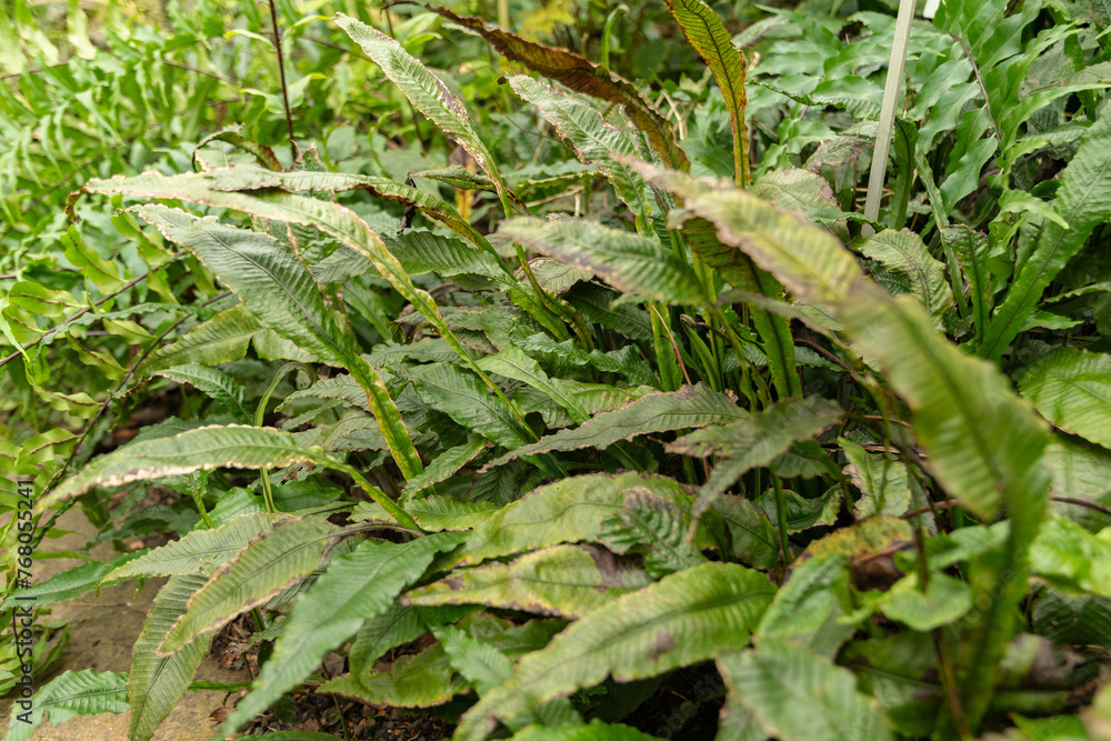 Leptochilus Decurrens plant in Zurich in Switzerland Leptochilus Decurrens plant in Zurich in Switzerland