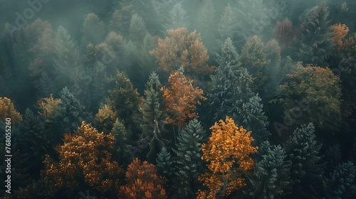 An aerial view of a misty forest with a variety of trees. The colors of the leaves range from yellow to orange to green.