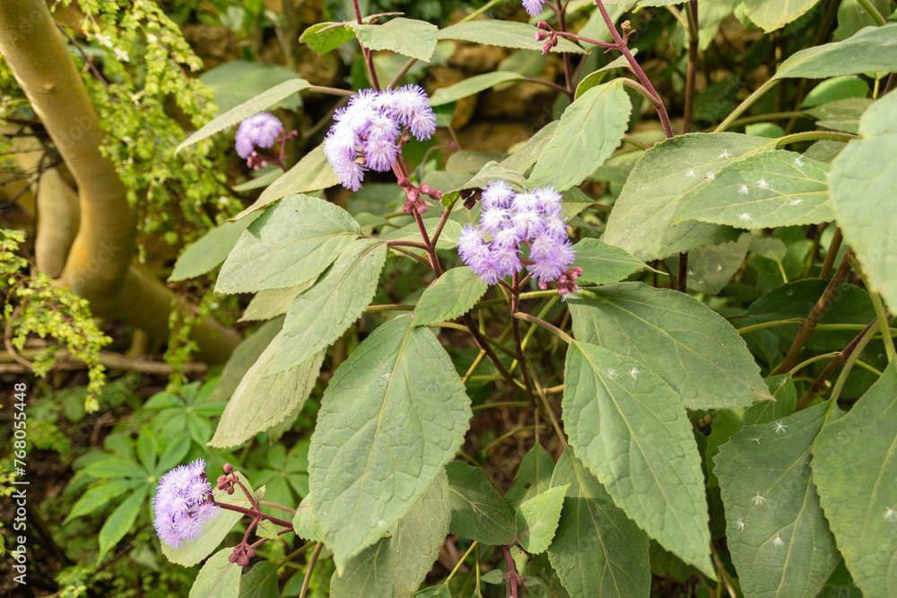Fototapeta premium Purlpe torch or Bartlettina Sordida plant in Zurich in Switzerland