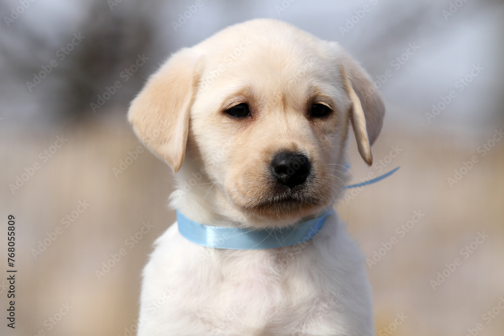 yellow labrador retriever in summer close up yellow labrador retriever in summer close up