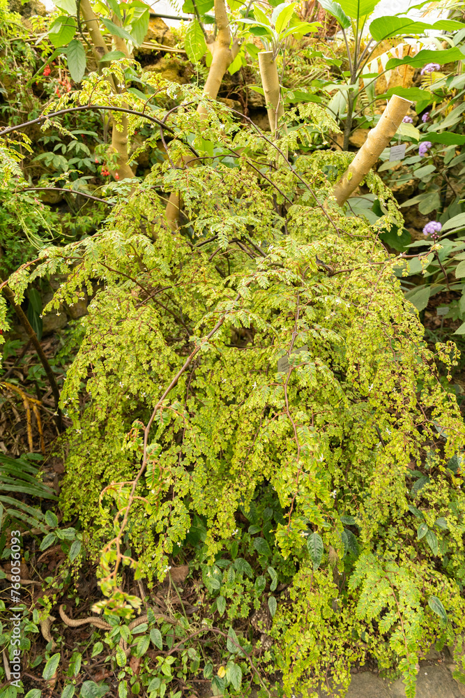 Fototapeta premium Begonia Foliosa plant in Zurich in Switzerland