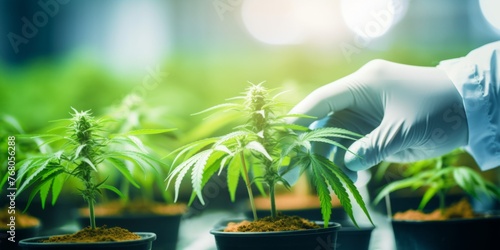 Close-up of a cannabis researcher's hands in a laboratory. Generative AI. photo