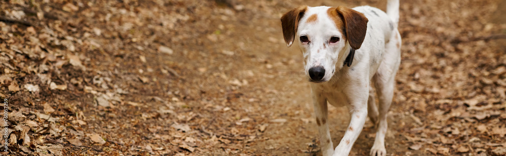 Image of active white dog running to camera in forest. Nature photo of pets in woods, banner