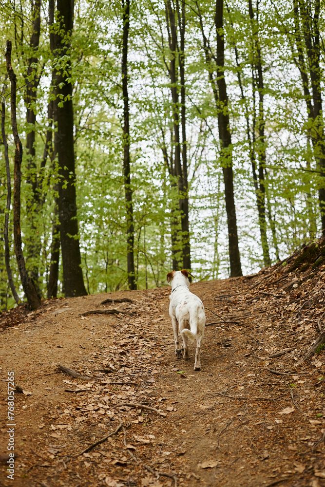 Back view of active white dog exploring forest. Nature photo of cute pets in woods Back view of active white dog exploring forest. Nature photo of cute pets in woods