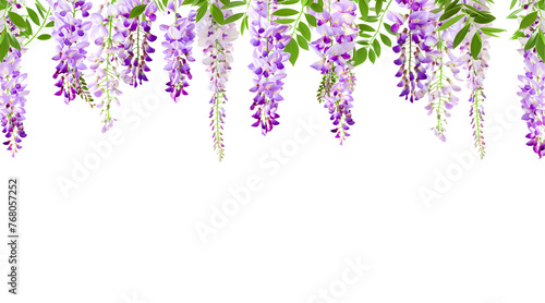 Isolated Wisteria flower isolated on white