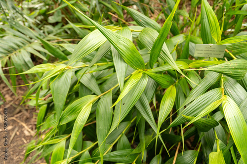 Sobralia Xantholeuca plant in Zurich in Switzerland