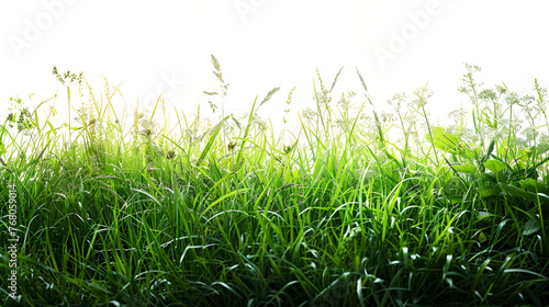 Natural banner with fresh grass isolated on white, generative ai © Neelam