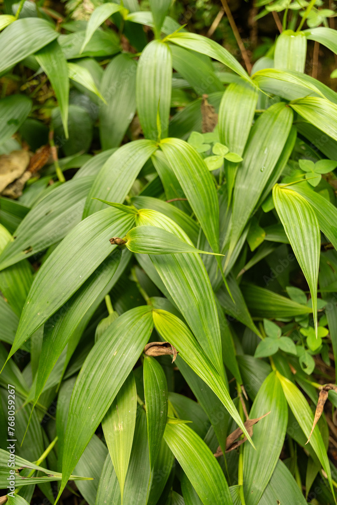 Obraz premium Sobralia Decora plant in Zurich in Switzerland