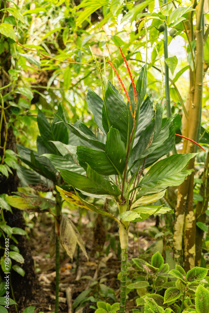 Obraz premium Chamaedorea Metallica plant in Zurich in Switzerland