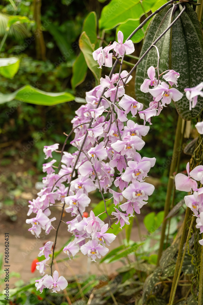 Fototapeta premium Phalaenopsis Schilleriana plant in Zurich in Switzerland