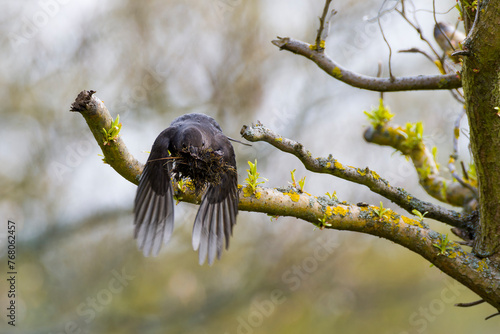 Amsel mit Nistmaterial beim Nestbau im Flug photo