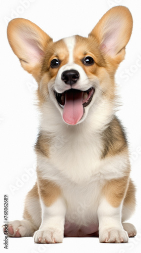 Welsh Corgi Pembroke in front of a white background