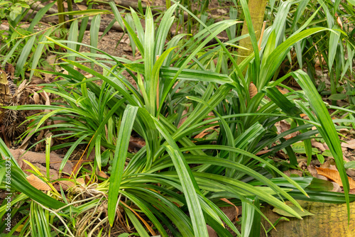 Pandanus Amaryllifolius plant in Zurich in Switzerland