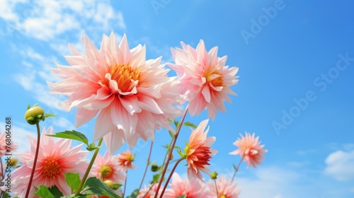 Pink dahlia flowers on blue sky background. Nature background.