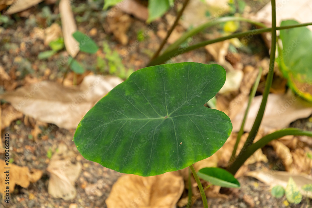 Colocasia Esculenta plant in Zurich in Switzerland Colocasia Esculenta plant in Zurich in Switzerland