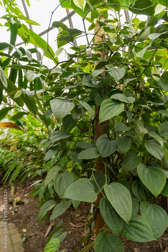 Black pepper or Piper Nigrum plant in Zurich in Switzerland Black pepper or Piper Nigrum plant in Zurich in Switzerland