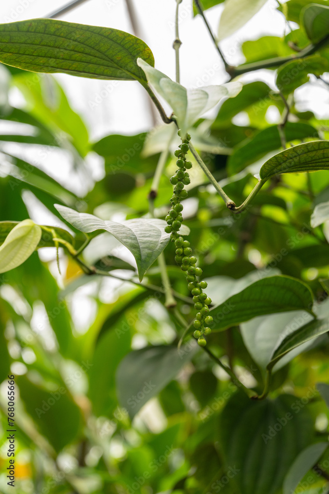 Black pepper or Piper Nigrum plant in Zurich in Switzerland Black pepper or Piper Nigrum plant in Zurich in Switzerland
