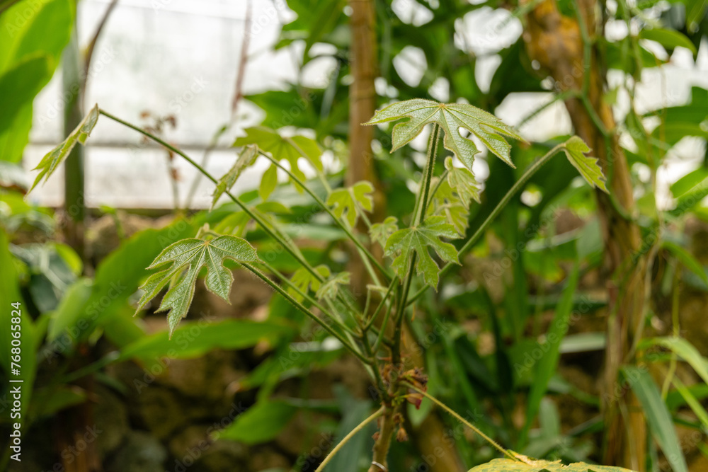 Fototapeta premium Cola Caricifolia plant in Zurich in Switzerland