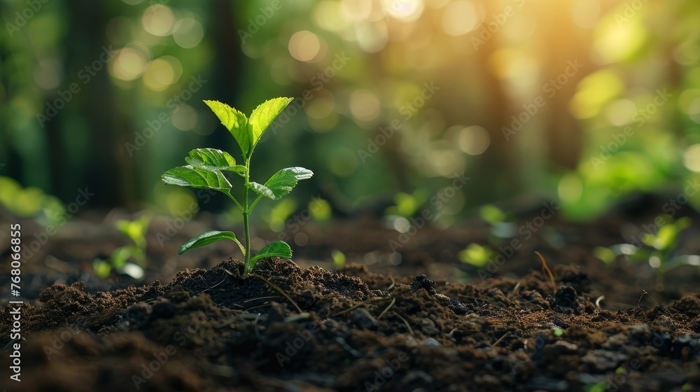 A vibrant young plant sprouts from nutrient-rich soil, bathed in the warm glow of sunrise, symbolizing new beginnings and growth. A vibrant young plant sprouts from nutrient-rich soil, bathed in the warm glow of sunrise, symbolizing new beginnings and growth.