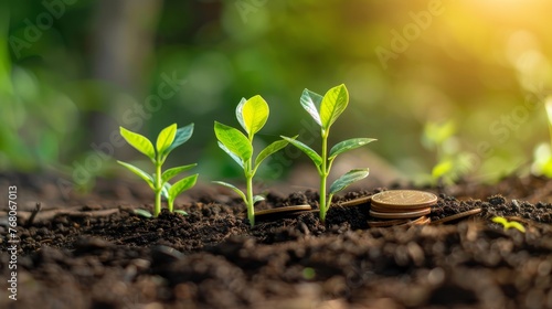 Young green plant seedlings emerging next to stacked coins in fertile soil, representing financial growth and sustainable investments under the golden sunlight.