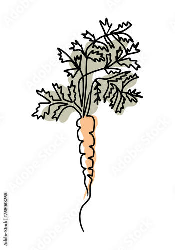Retro one line drawing of carrot in boho style. Botanical outline retro drawing of root vegetables with green branches. Contour line outline composition isolated on white background.