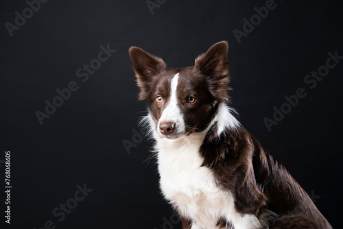 Close up studio portrait of a brown and white Border Collie dog sitting and looking away from the camera © Dragan