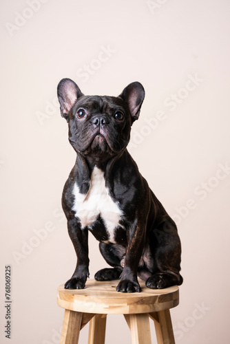 Close up studio portrait of a black French Bulldog puppy sitting on chair and looking away from camera