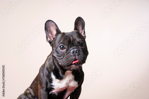 Close up studio portrait of a black French Bulldog puppy sitting on chair and looking at the camera