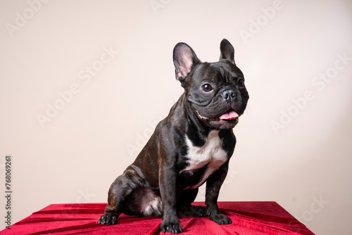 Close up studio portrait of a black French Bulldog puppy standing and looking at the camera