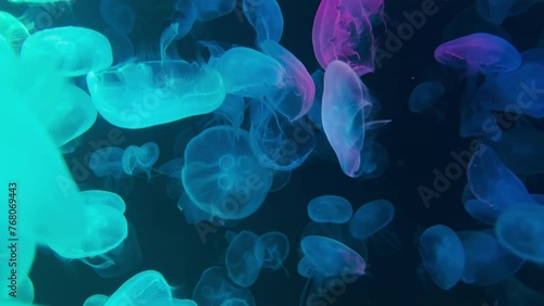 colorful Moon Jellyfish moving underwater. light reflection in water photo