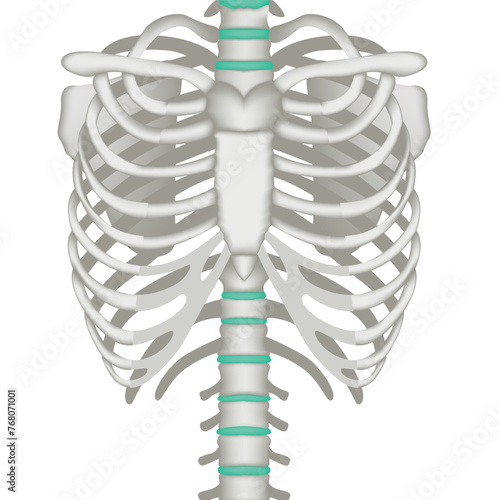 Anatomy of human bones. Spine and ribs. Ralistic rendering for medical infographics and design. Vector illustration
