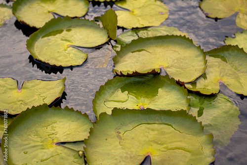 yellow leaves on the water vitoria regia photo