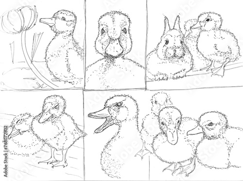 ducklings and bunny easter picture sketch in black andwhite photo