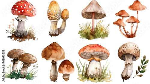 set of watercolor mushrooms isolated