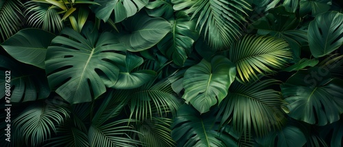  A detailed image of various green plants with prominent foliage against a dark backdrop